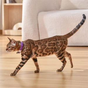 Pet Cat Toy Laser Collar - Zambeel