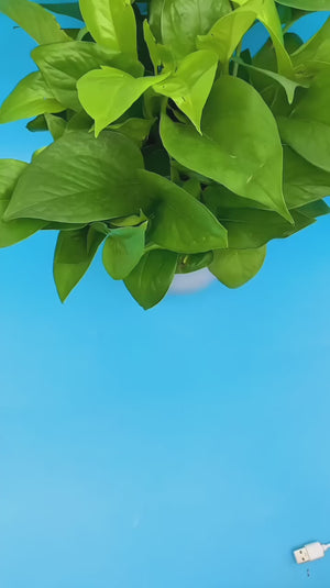 2 in 1 Mini Washing Machine